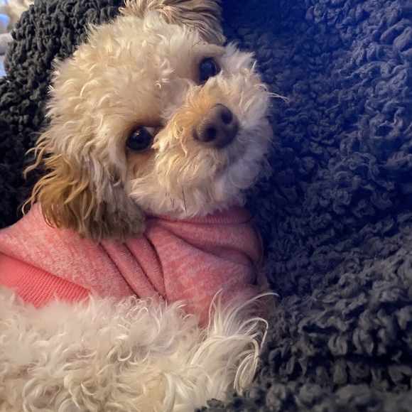 Meet your Posher, Julie - Picture 1 of 1